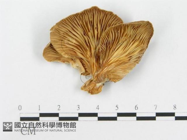 糙皮側耳藏品圖，第1張