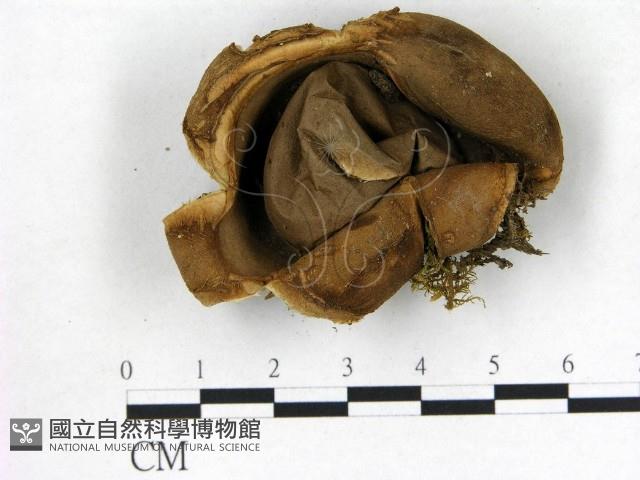 登錄號:F0020240藏品圖，第1張