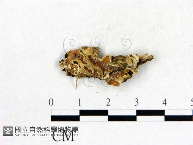 登錄號:F0010240藏品圖，第1張