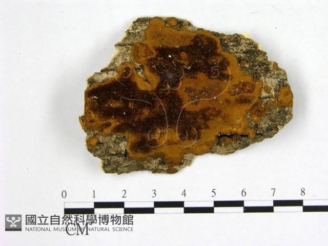 登錄號:F0006240藏品圖，第1張