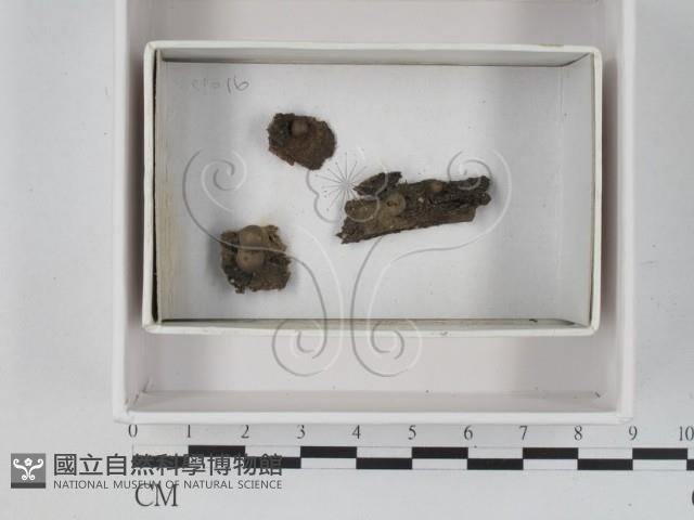 登錄號:F0021240藏品圖，第1張