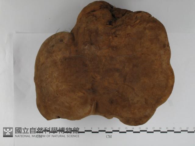 木層孔菌屬藏品圖，第1張