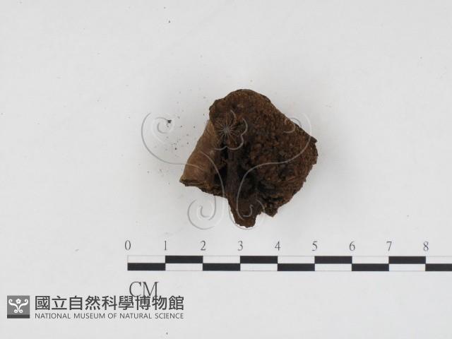 登錄號:F0024240藏品圖，第1張