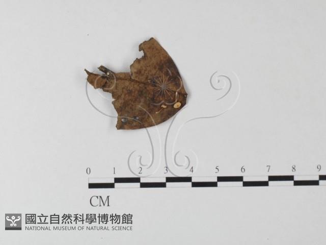 小皮傘屬藏品圖，第1張