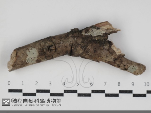 登錄號:F0034240藏品圖，第1張