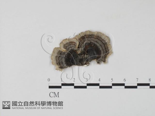 雲芝藏品圖，第1張