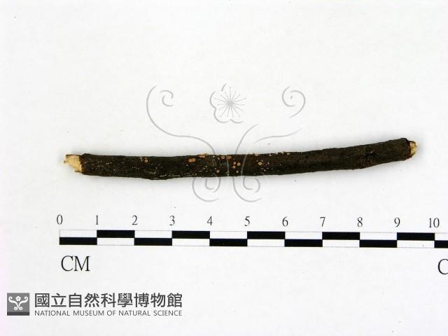 登錄號:F0012240藏品圖，第1張