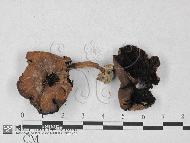 登錄號:F0027240藏品圖，第1張