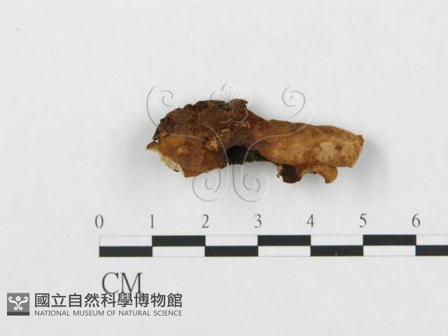 登錄號:F0007240藏品圖，第3張