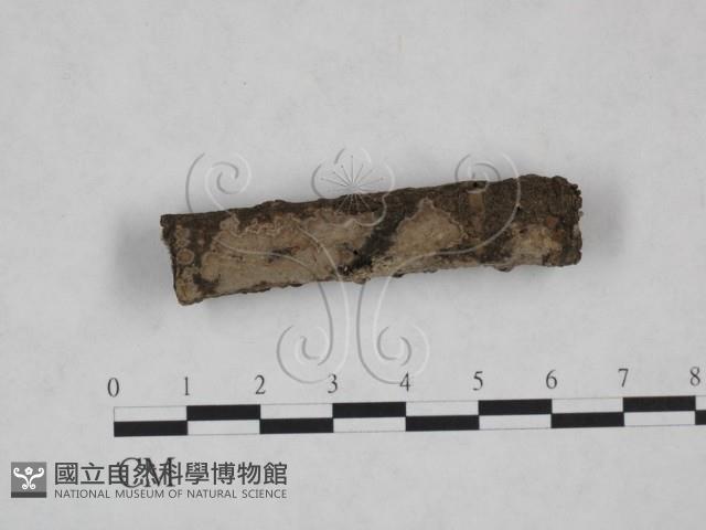 筍殼菌屬藏品圖，第1張