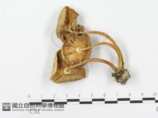 登錄號:F0005240藏品圖，第1張