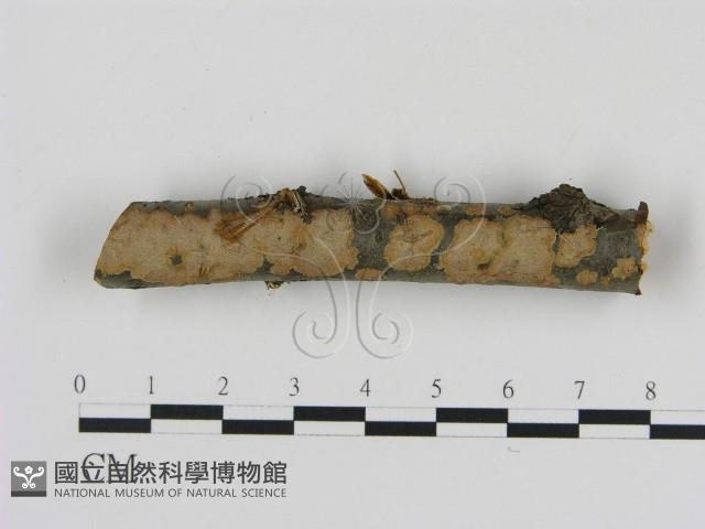 刺革菌屬藏品圖，第1張