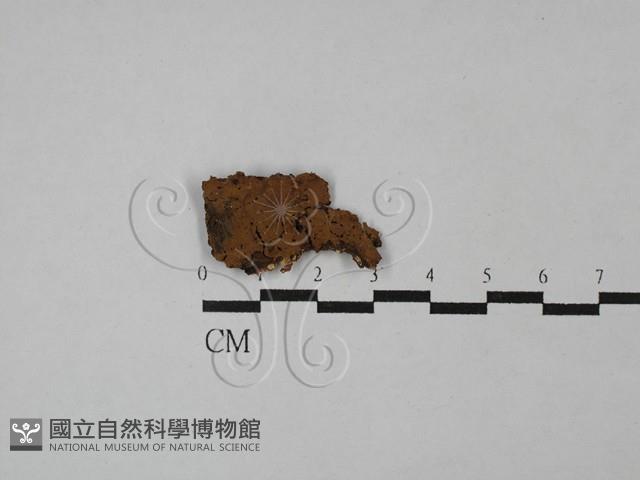 登錄號:F0029240藏品圖，第1張