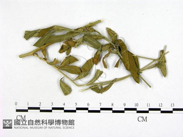 登錄號:F0019240藏品圖，第1張