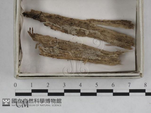 登錄號:F0023240藏品圖，第1張