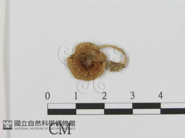 登錄號:F0003240藏品圖，第1張