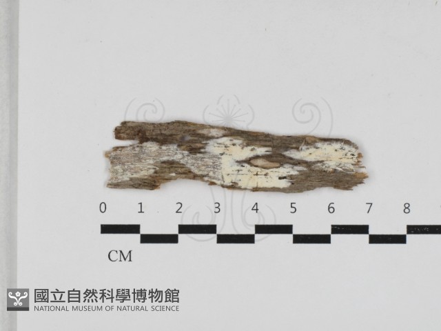 射脈菌屬藏品圖，第1張