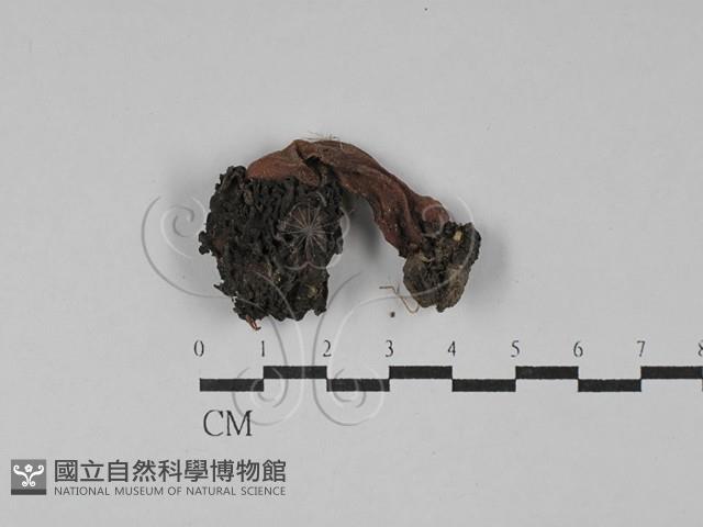 登錄號:F0028840藏品圖，第1張