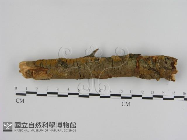 刺革菌屬藏品圖，第1張