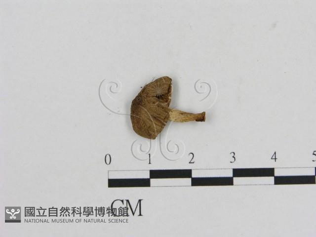 小菇屬藏品圖，第1張