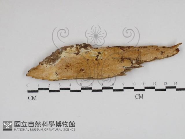 骨皮菌屬藏品圖，第1張