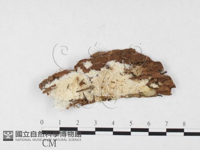 登錄號:F0026840藏品圖，第1張