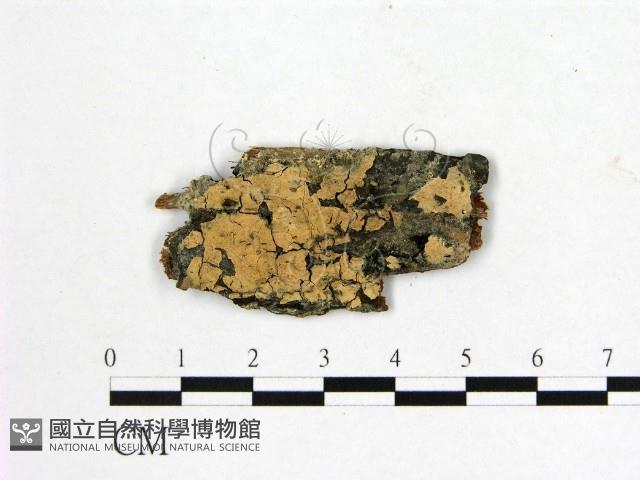 登錄號:F0016840藏品圖，第1張