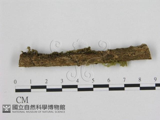 小皮傘屬藏品圖，第1張