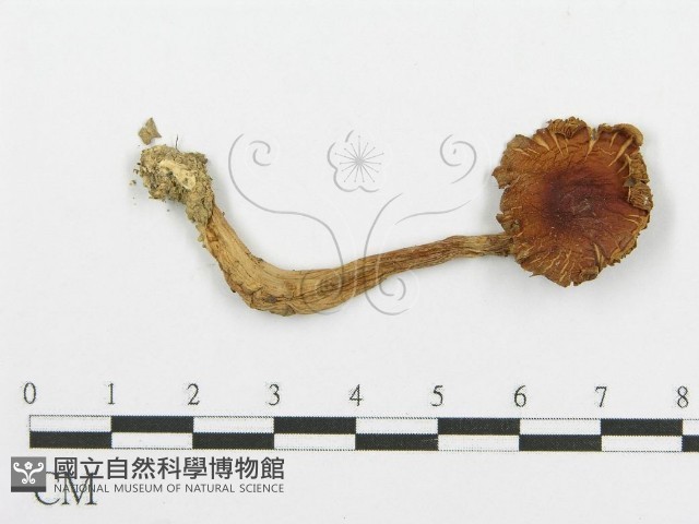 登錄號:F0004840藏品圖，第1張