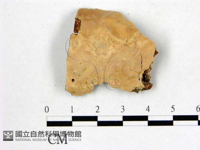 顯絲菌屬藏品圖，第1張