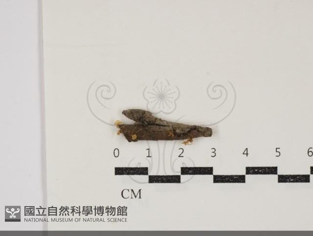 登錄號:F0034840藏品圖，第1張
