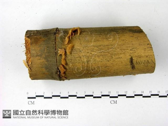 登錄號:F0022840藏品圖，第1張
