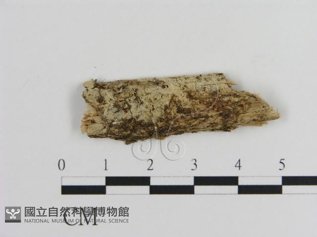 登錄號:F0002840藏品圖，第1張