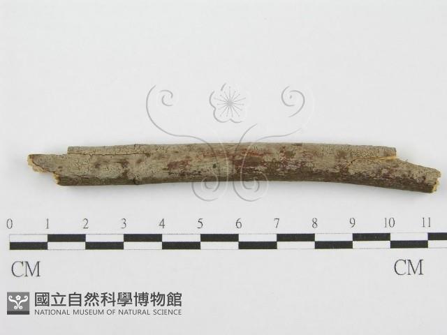 筍殼菌屬藏品圖，第1張
