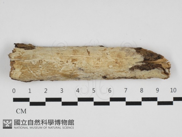 革墊菌屬藏品圖，第1張