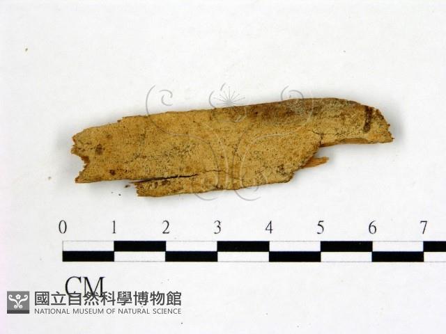 登錄號:F0017840藏品圖，第1張