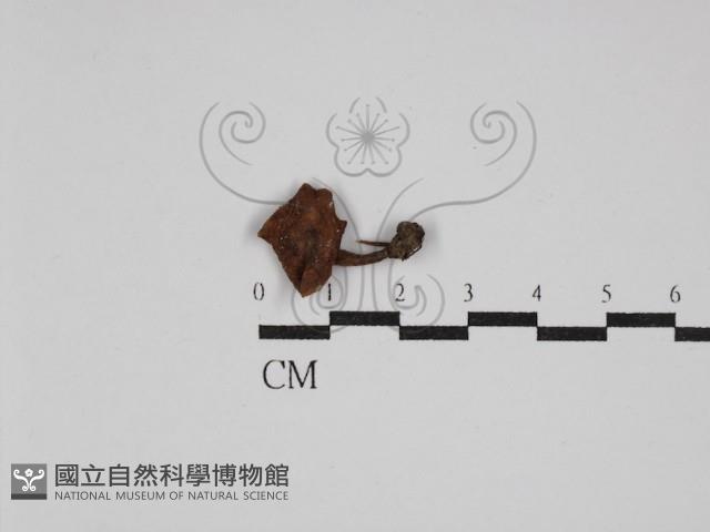 登錄號:F0025840藏品圖，第1張