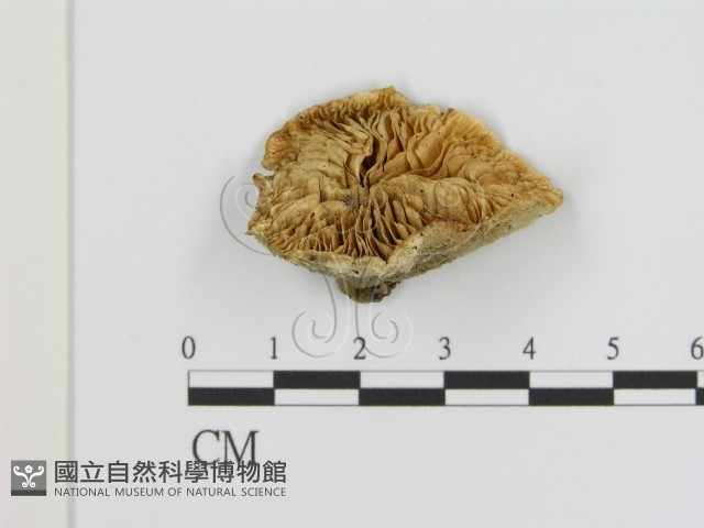 登錄號:F0005840藏品圖，第1張