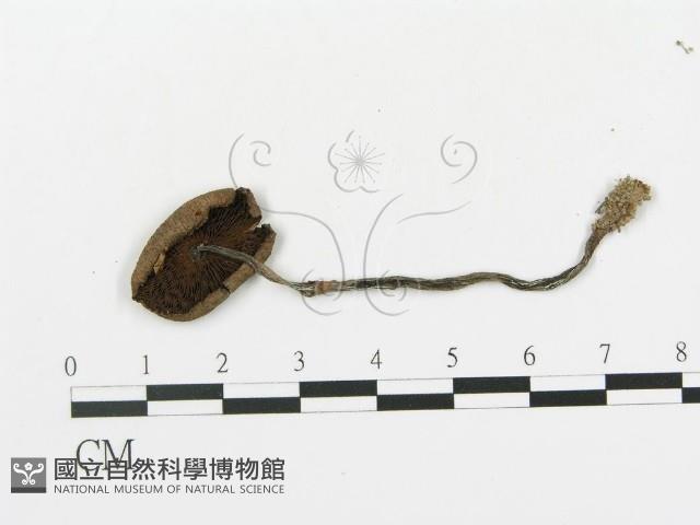 傘菌屬藏品圖，第1張