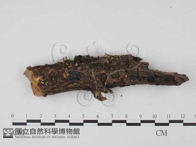 登錄號:F0009840藏品圖，第1張