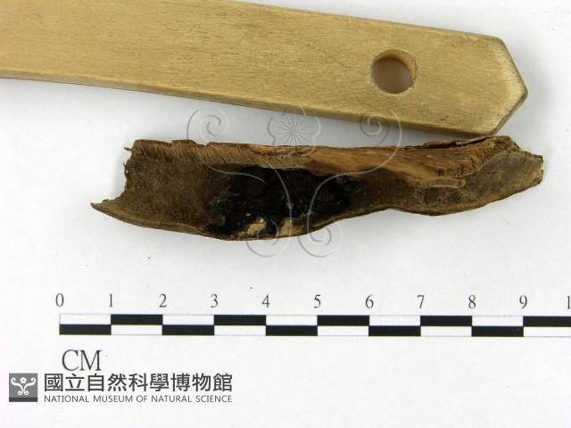 登錄號:F0019840藏品圖，第1張