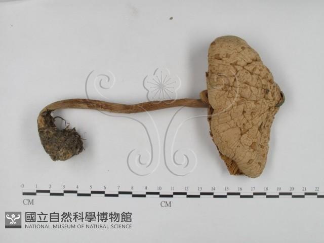 登錄號:F0003840藏品圖，第1張