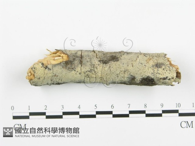 登錄號:F0013840藏品圖，第1張