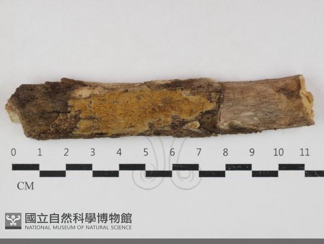 登錄號:F0033840藏品圖，第1張