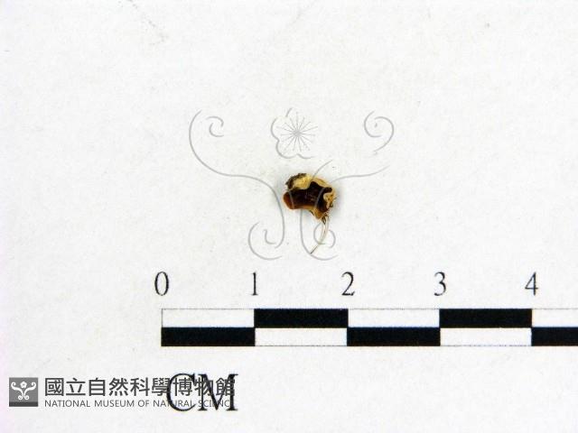 登錄號:F0008940藏品圖，第1張