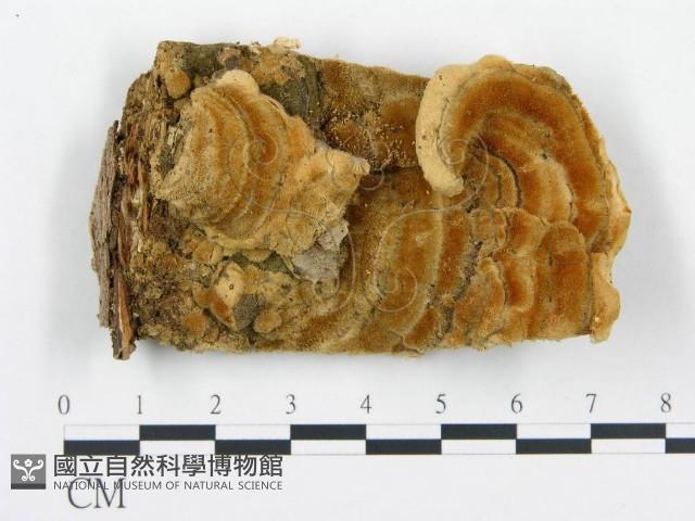 登錄號:F0000940藏品圖，第1張