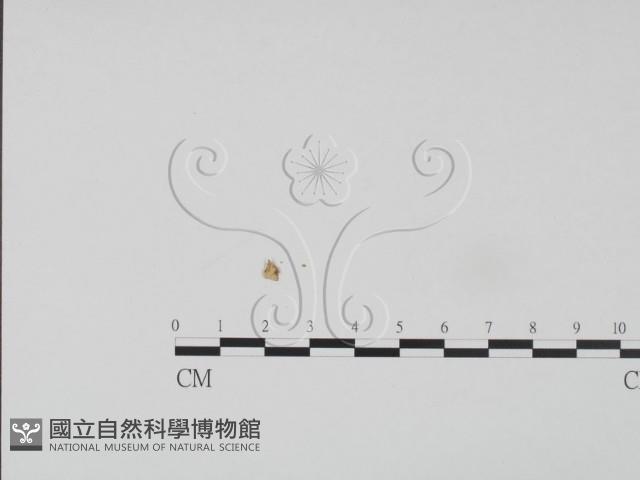 登錄號:F0010940藏品圖，第1張