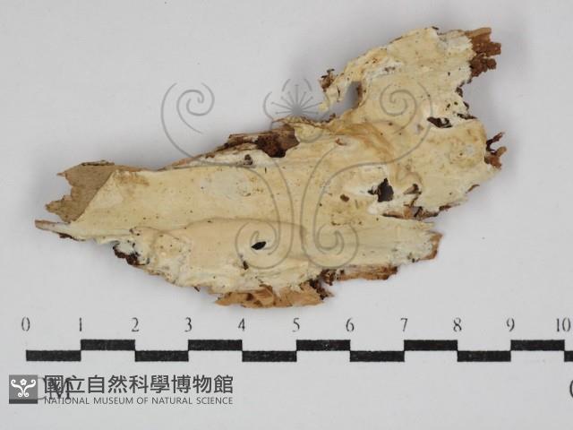 齒耳菌屬藏品圖，第1張