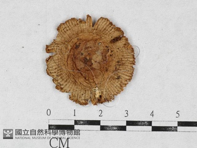 登錄號:F0026940藏品圖，第1張