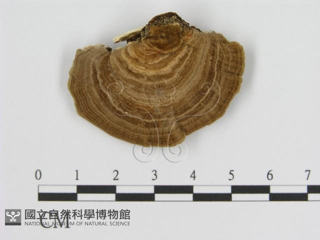 登錄號:F0006940藏品圖，第1張